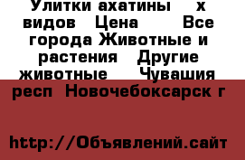 Улитки ахатины  2-х видов › Цена ­ 0 - Все города Животные и растения » Другие животные   . Чувашия респ.,Новочебоксарск г.